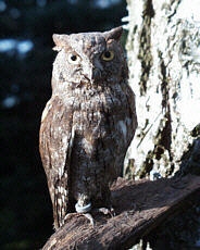 www.eulenwelt.de